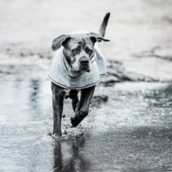 Manteau de pluie pour chien - Kentucky Dogwear