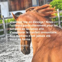 Natural'Immune immunité renforcée cheval - Natural'Innov
