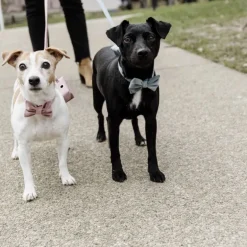 Noeud papillon pour chien Velvet - Kentucky Dogwear