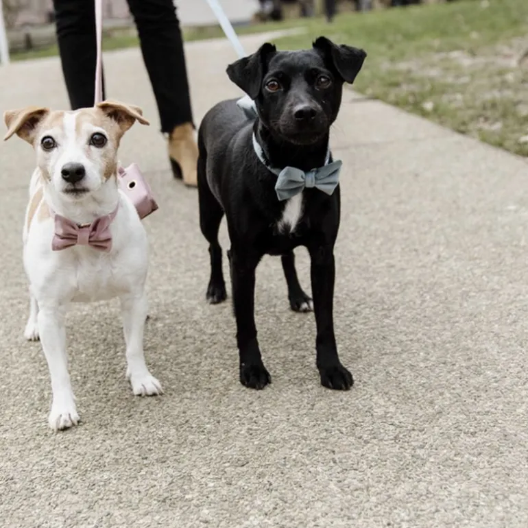 Noeud papillon pour chien Velvet - Kentucky Dogwear