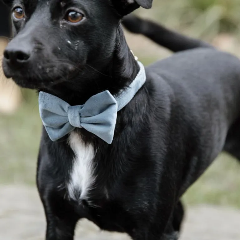 Noeud papillon pour chien Velvet - Kentucky Dogwear