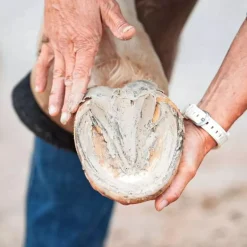 Pediplaste argile sabot cheval - Ravene