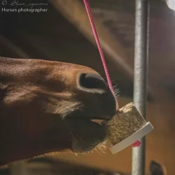 Pierre à lécher cheval Happy Wild - Happy Crackers