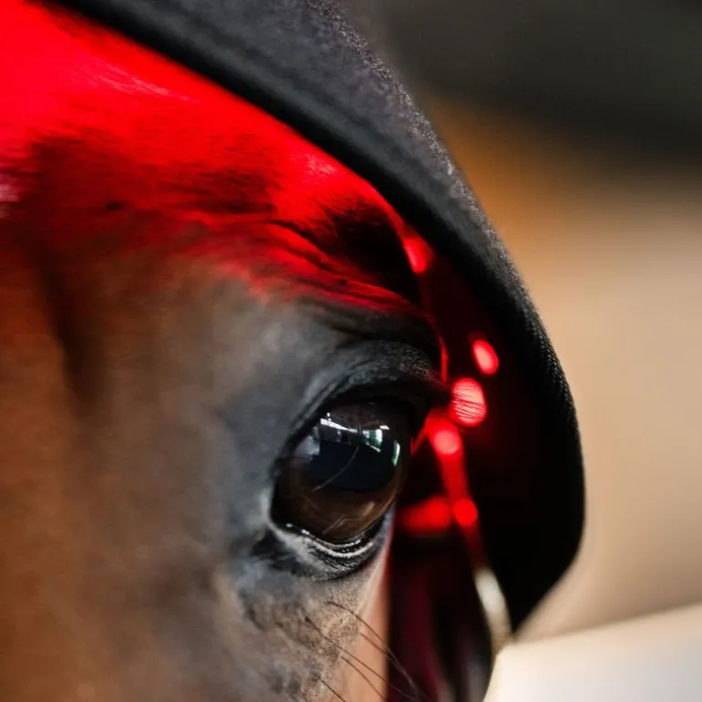 Protège nuque thérapeutique cheval LED Luminotherapie Poll Cap - Horseware