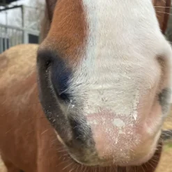 Solaren protection solaire cheval 300 ml - Animaderm