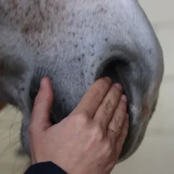 Sérum confort respiratoire cheval - Nellumbo